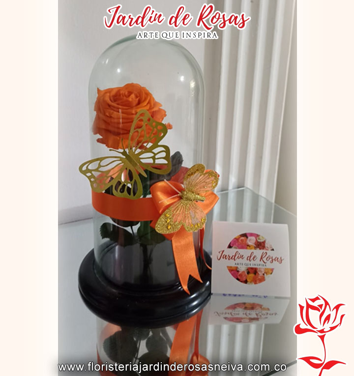 20032024_0012_rosa copia 42